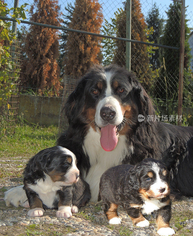 伯恩山犬(Berner Sennenhund)的幼犬和它们的母亲喜欢大自然。